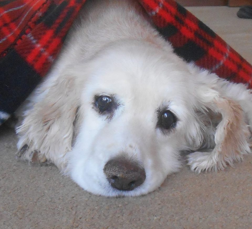Sammy, an abused cocker spaniel from Brick Township, N.J. (Photo: Sammy the Cocker Spaniel/ Facebook)