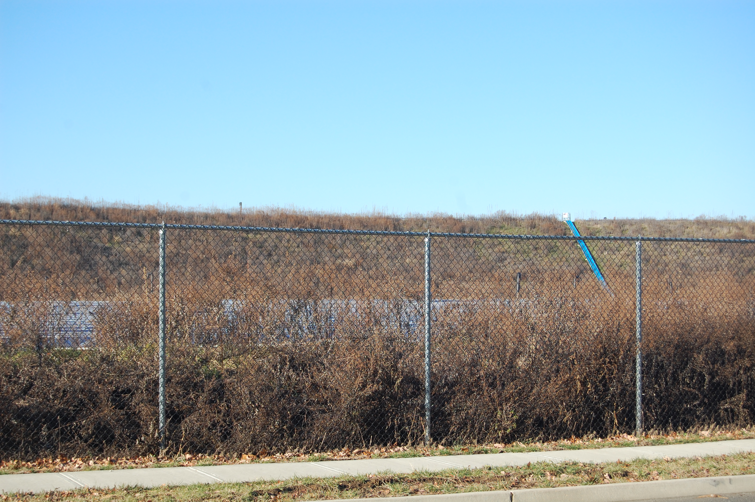 Overgrowth at the former French's Landfill property on Sally Ike Road. (Photo: Daniel Nee)
