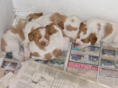 Puppies. ( Craige Moore/Flickr)