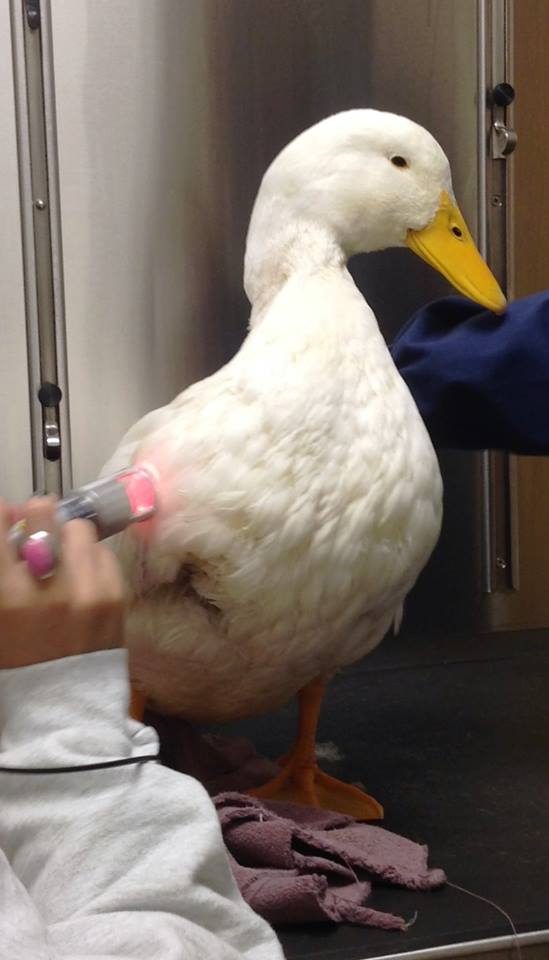 Bentley The Duck (Photo: Ocean County Veterinary Hospital)