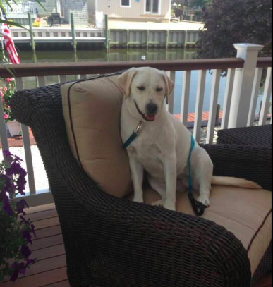 Katie, a Labrador retriever missing from a house fire in Brick. (Photo: Carrie Schultz Ginetto)