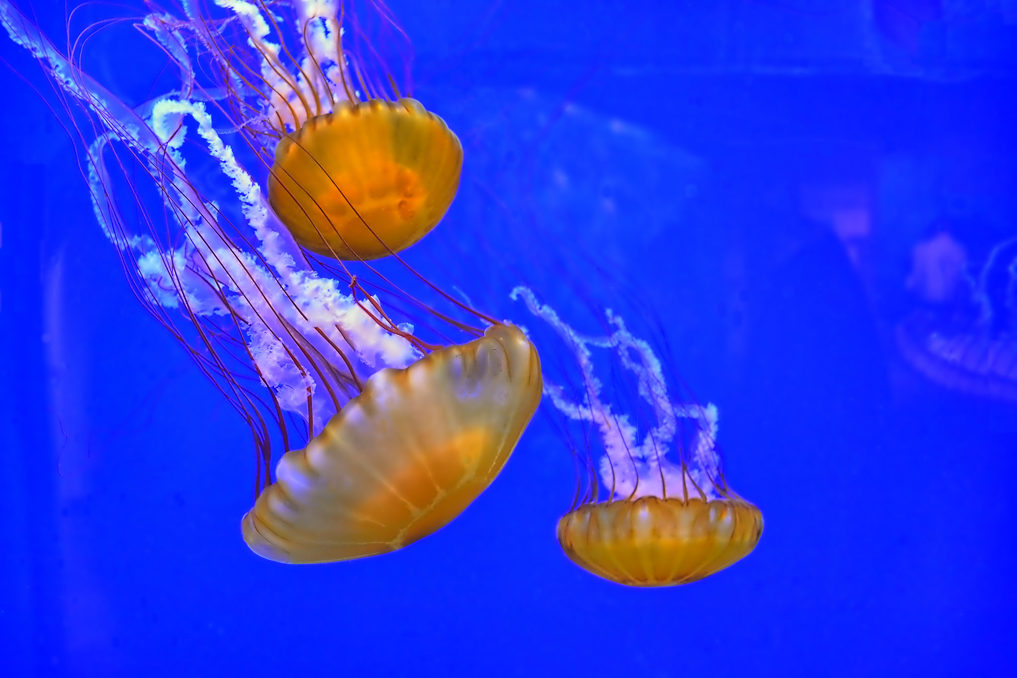 Sea Nettle (Photo: Kirt Edblom/Flickr)
