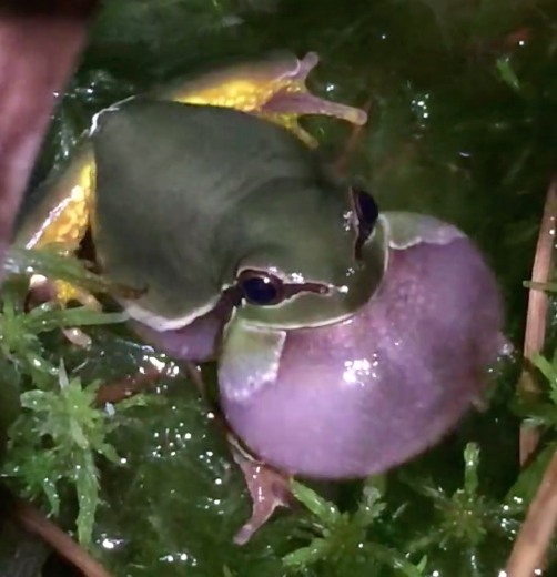 A tree frog "calling," captured by the NJ Pinelands Commission.