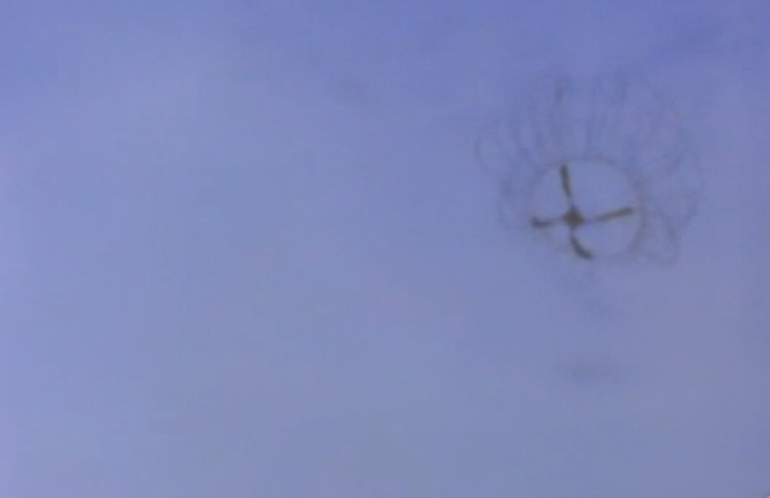 Clinging Jellyfish (Photo: NBC Philadelphia)