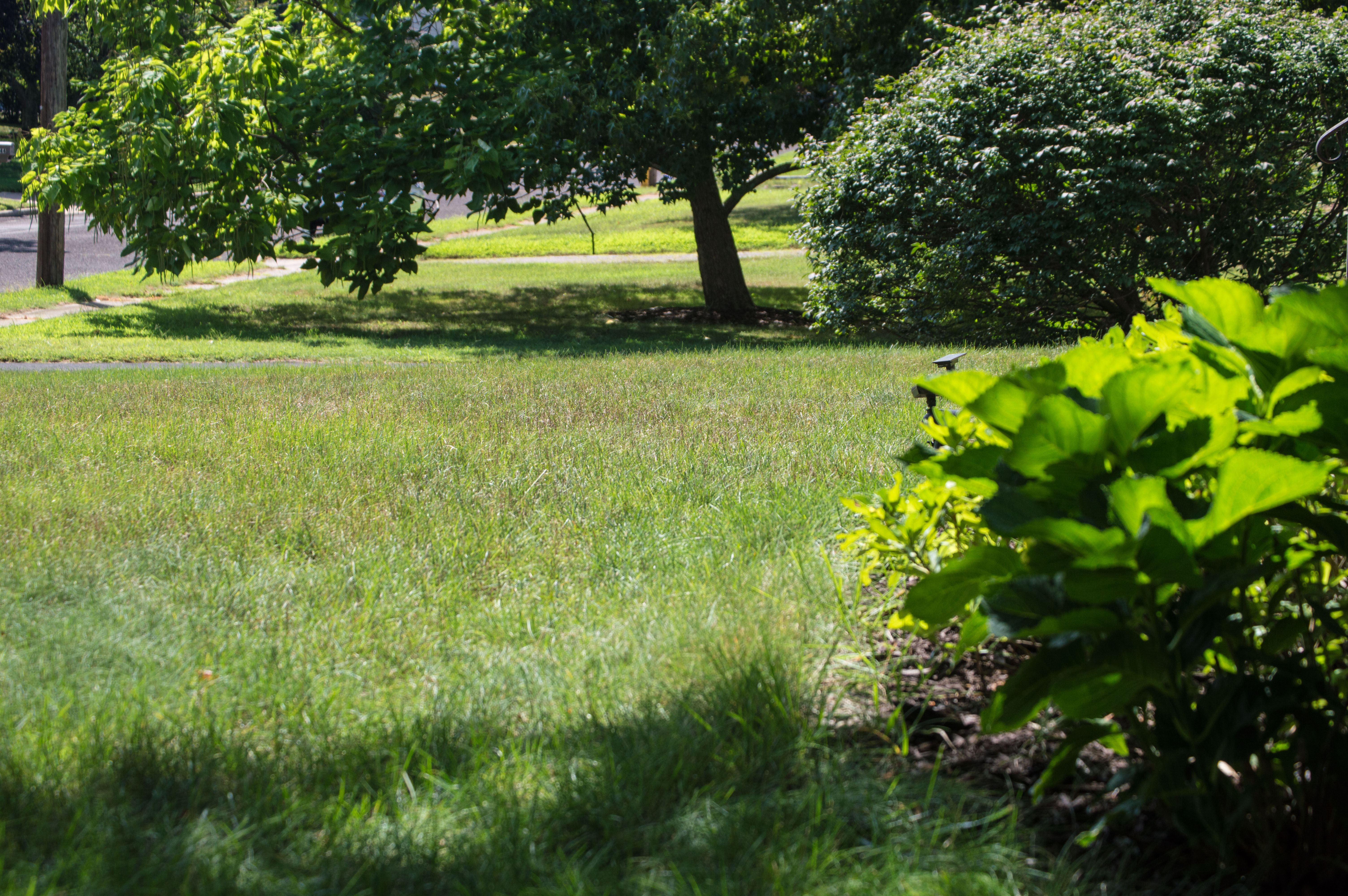 A lawn in Brick Township bakes in the summer sun. (Photo: Daniel Nee)