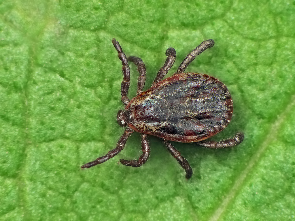 Tick (Credit: Flickr)