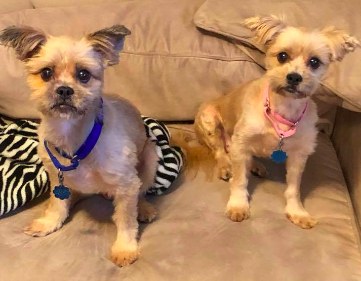Sonny and Luna, two rescue dogs in Ocean County. (Photo: Daniel Nee)