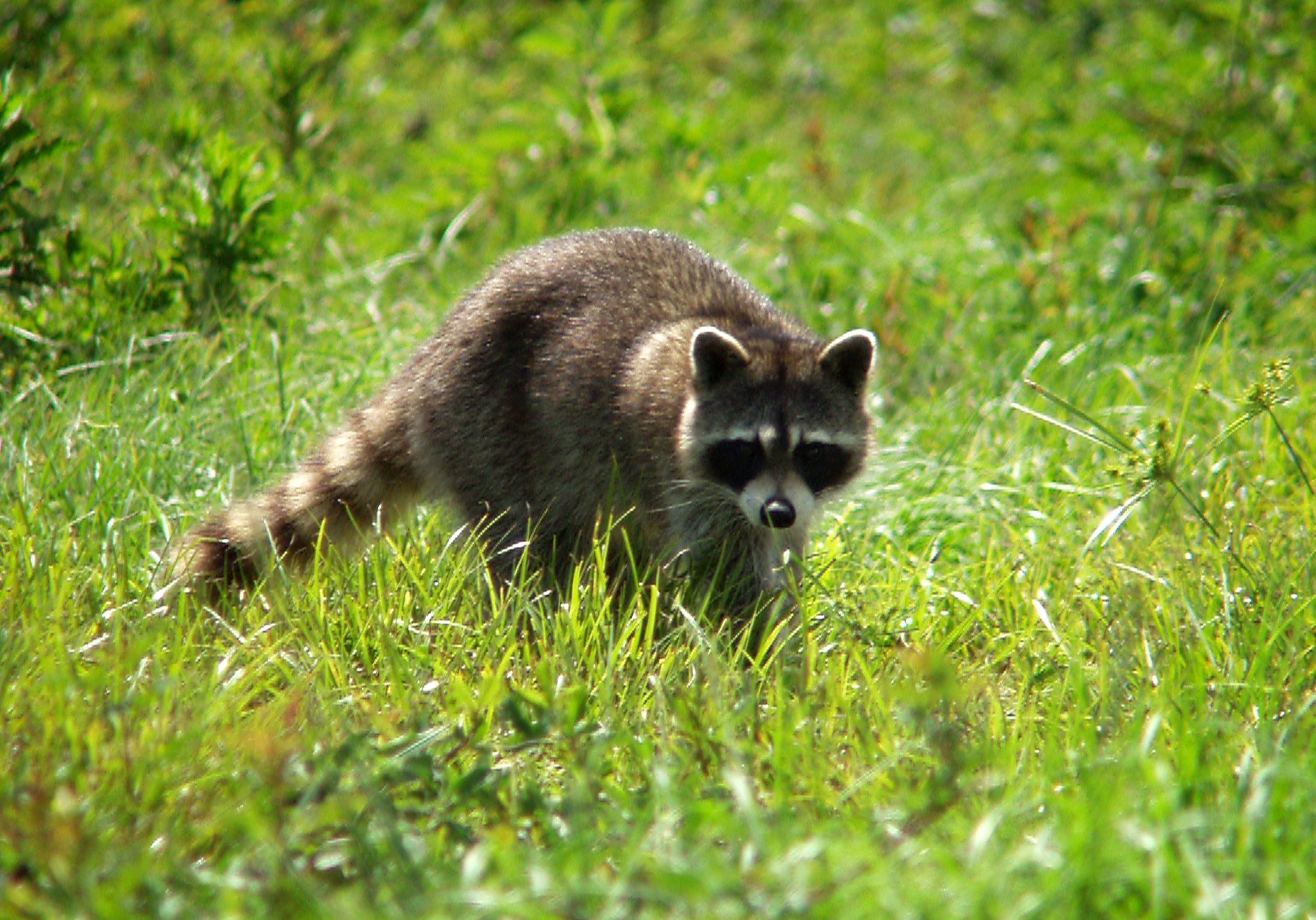 A raccoon at a wildlife refuge run by NASA. (Photo: NASA)