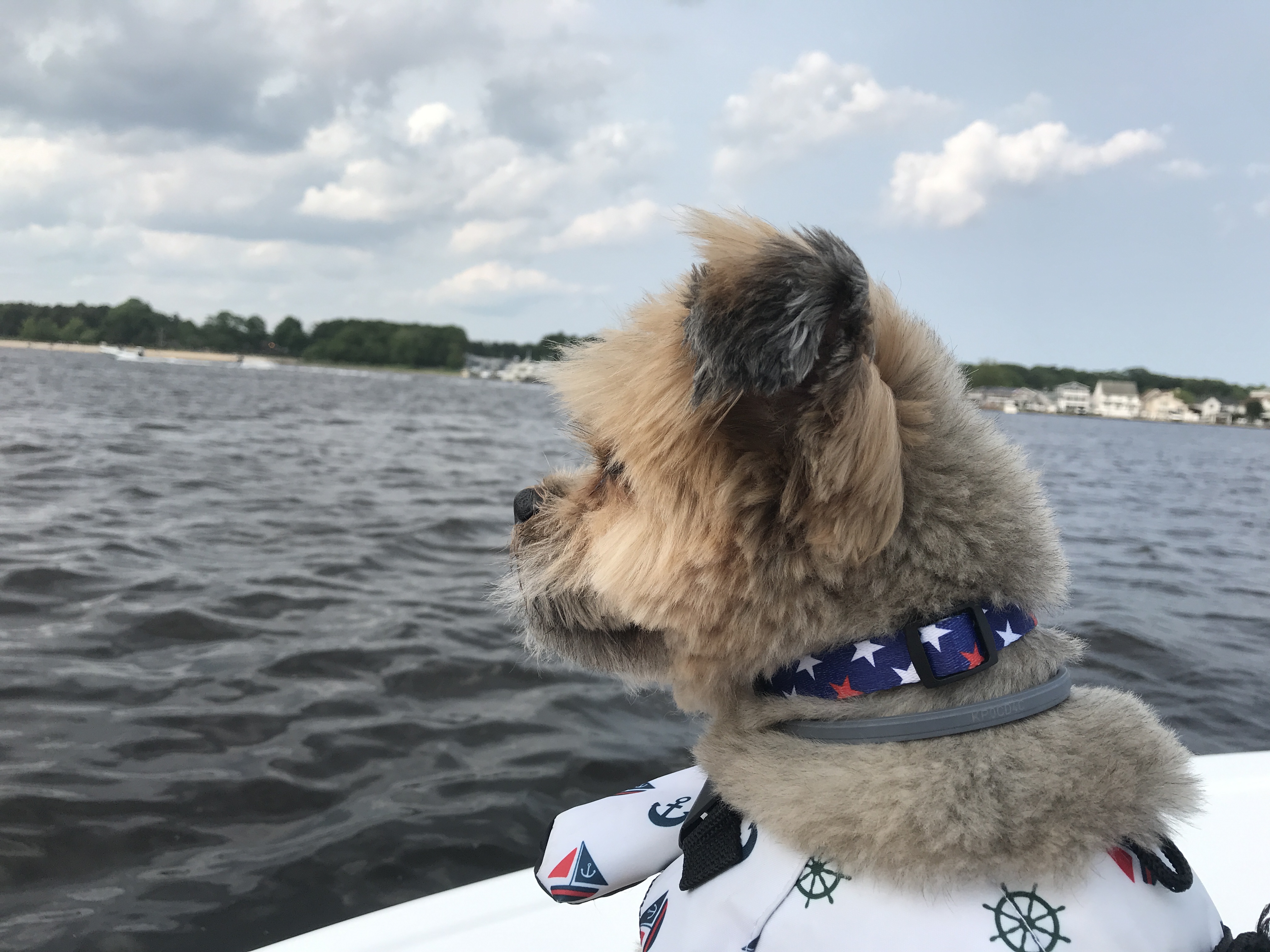A dog enjoys a boat ride on the Metedeconk River in Brick. (Photo: Daniel Nee)