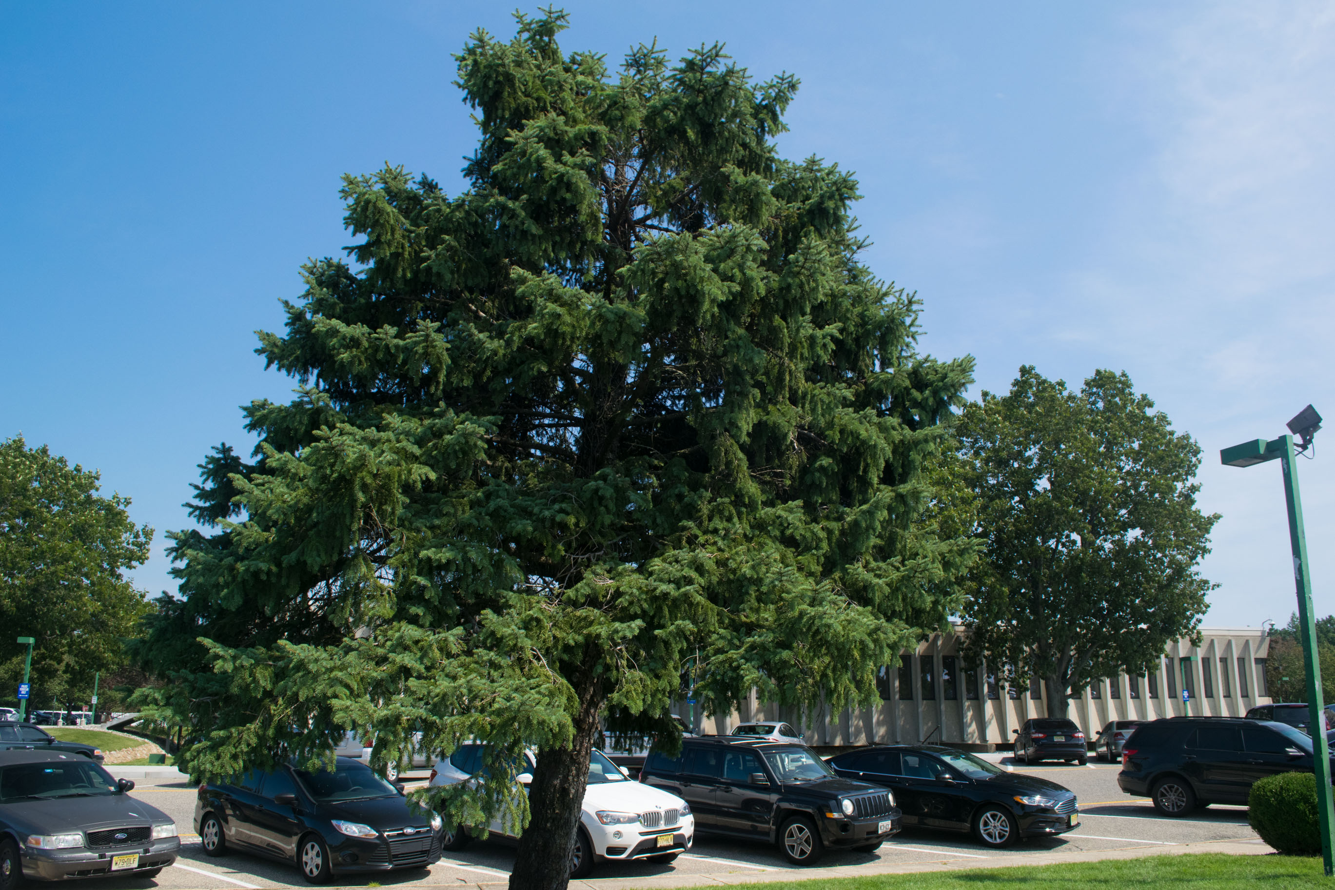 A tree in front of the Brick Township municipal building that is being replaced, Sept. 2019. (Photo: Daniel Nee)