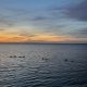 Ducks swim in Barnegat Bay at sunset. (Photo: Daniel Nee)