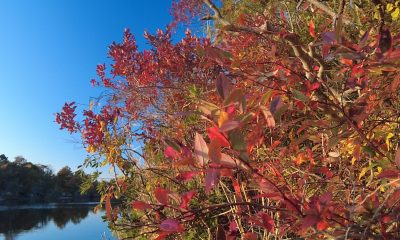 Spectacular fall foliage at F-Cove in Brick Township, Oct. and Nov. 2021. (Photo: Daniel Nee)