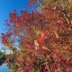 Spectacular fall foliage at F-Cove in Brick Township, Oct. and Nov. 2021. (Photo: Daniel Nee)