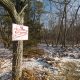 An undeveloped wooded area off Laurel Avenue in Brick, where 59 homes are proposed. (Photo: Daniel Nee)