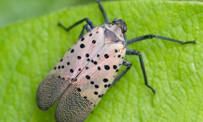 Files uploaded by Rhododendrites (all), Insects of the Brooklyn Botanic Garden, Lycorma delicatula, Photographs taken by Rhododendrites - Brooklyn Botanic Garden, Self-published work, September 2021 in Brooklyn, New York City