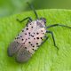 Files uploaded by Rhododendrites (all), Insects of the Brooklyn Botanic Garden, Lycorma delicatula, Photographs taken by Rhododendrites - Brooklyn Botanic Garden, Self-published work, September 2021 in Brooklyn, New York City