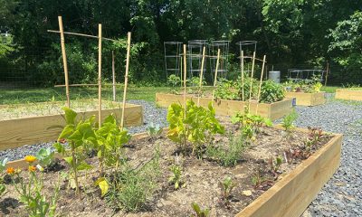 Garden plots at the Brick Community Garden, 2022. (Courtesy: Alyssa Riccardi/ Micromedia Publications)