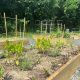 Garden plots at the Brick Community Garden, 2022. (Courtesy: Alyssa Riccardi/ Micromedia Publications)