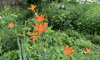 A garden that is part of the 2025 Brick Garden Club Tour. (Photo: Brick Garden Club)