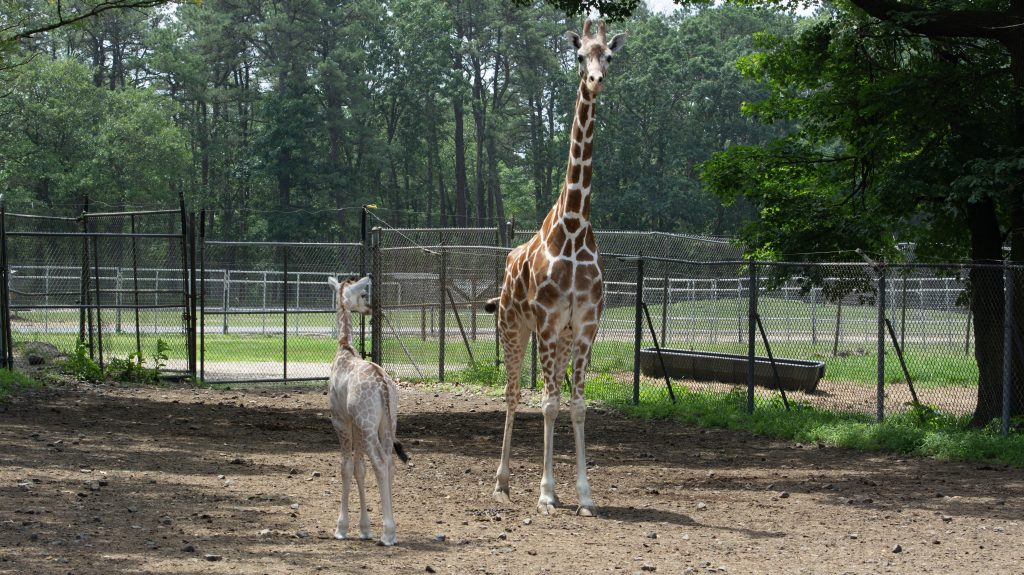 A new giraffe calf, 'Mbi,' is welcomed at the Wild Safari. (Photo: Six Flags Great Adventure)