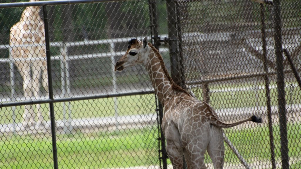 A new giraffe calf, 'Mbi,' is welcomed at the Wild Safari. (Photo: Six Flags Great Adventure)