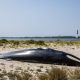 A minke whale that became stranded in Barnegat Bay, Aug. 2025. (Credit: Marine Mammal Stranding Center/ Michael McKenna/ Facebook)