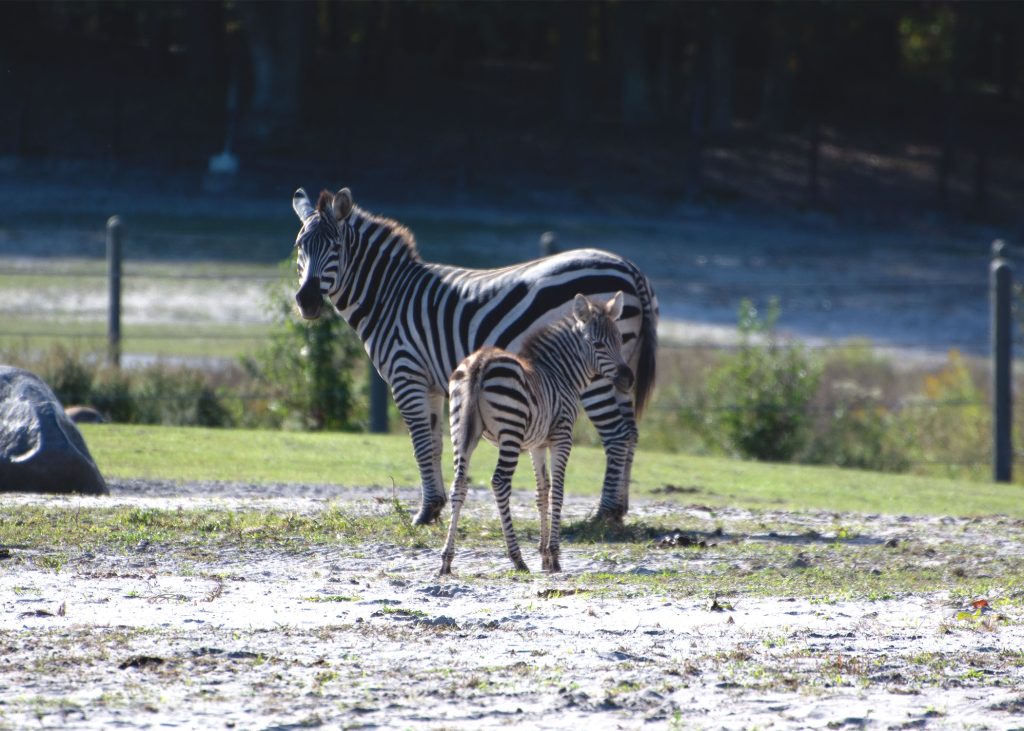 Zebra foals join the herd at Six Flags Great Adventure Wild Safari. (Photo: Six Flags)
