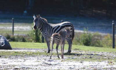 Zebra foals join the herd at Six Flags Great Adventure Wild Safari. (Photo: Six Flags)
