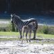 Zebra foals join the herd at Six Flags Great Adventure Wild Safari. (Photo: Six Flags)