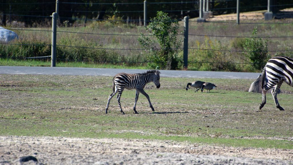 Zebra foals join the herd at Six Flags Great Adventure Wild Safari. (Photo: Six Flags)