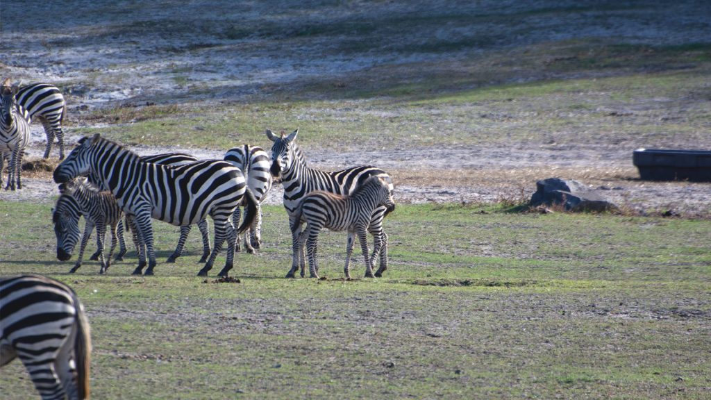Zebra foals join the herd at Six Flags Great Adventure Wild Safari. (Photo: Six Flags)