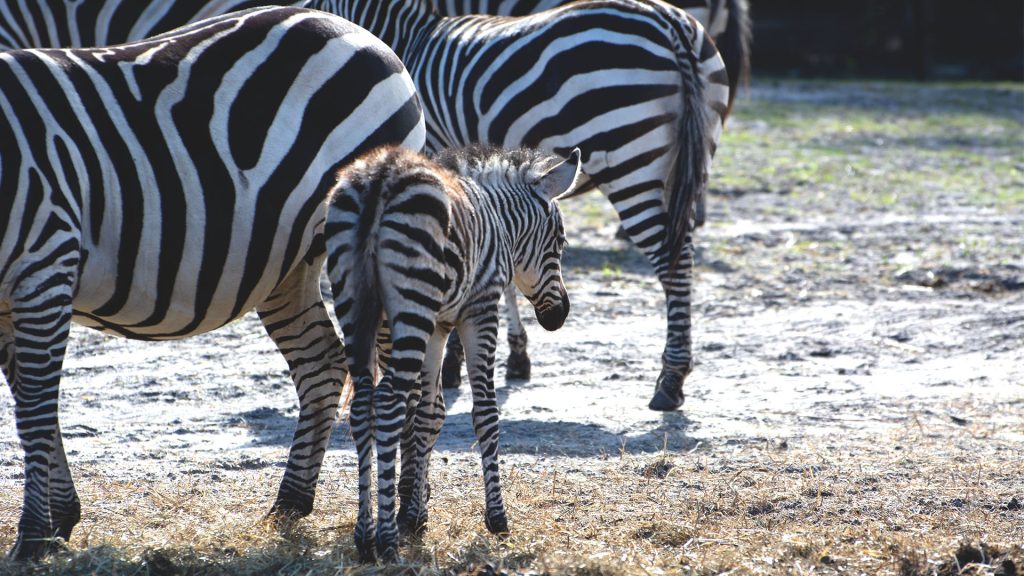 Zebra foals join the herd at Six Flags Great Adventure Wild Safari. (Photo: Six Flags)