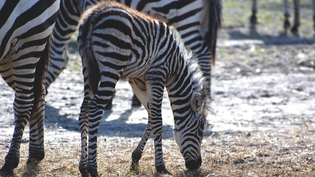 Zebra foals join the herd at Six Flags Great Adventure Wild Safari. (Photo: Six Flags)