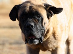 Mastiff (Credit: Flickr Creative Commons)