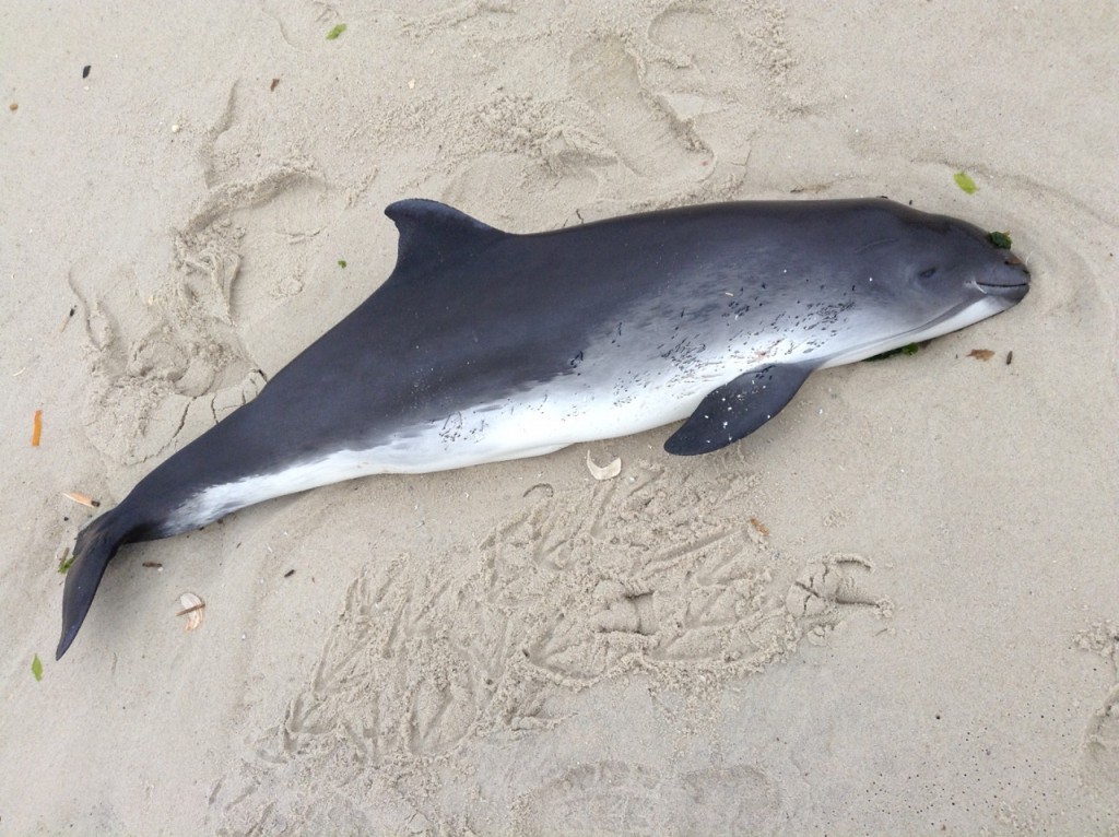A marine mammal washed up on the beach in Lavallette, March 15, 2016. (Submitted Photo)