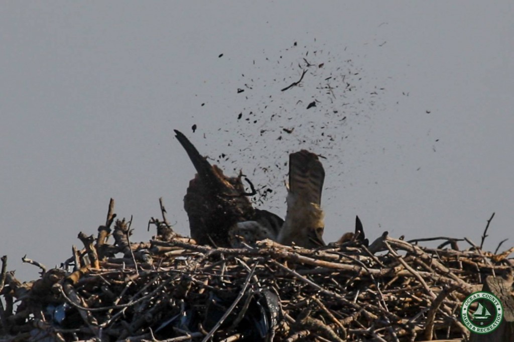Ospreys returning to Ocean County. (Photo: Ocean County Department of Parks and Recreation)