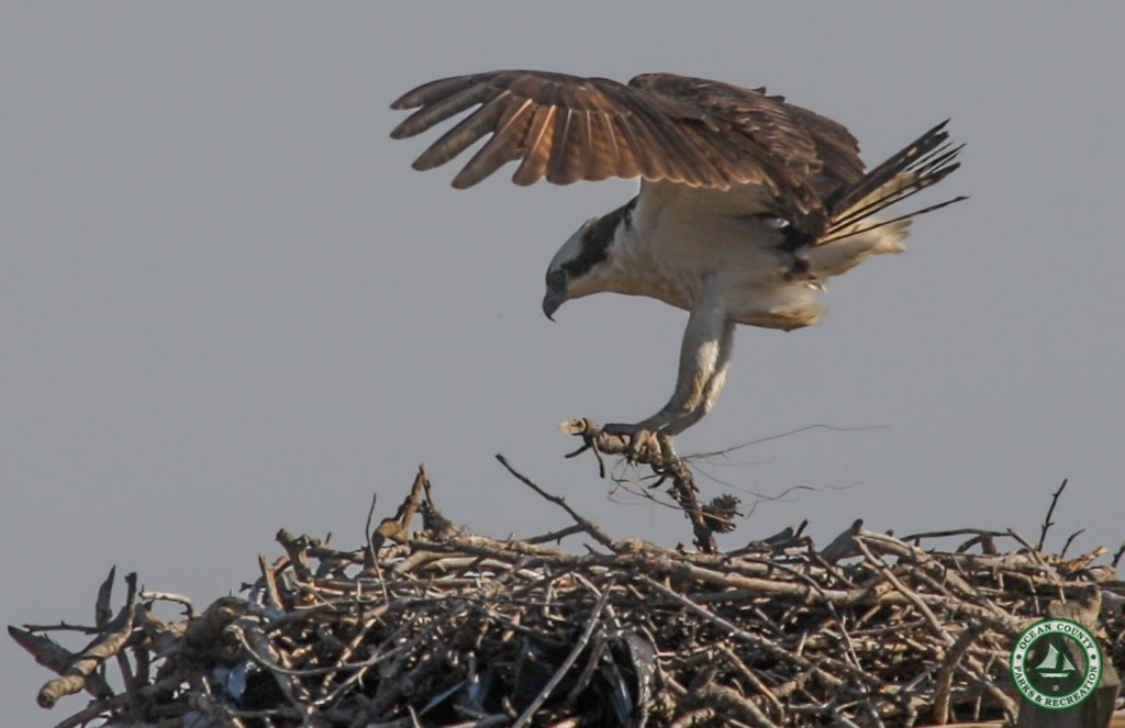 Ospreys returning to Ocean County. (Photo: Ocean County Department of Parks and Recreation)