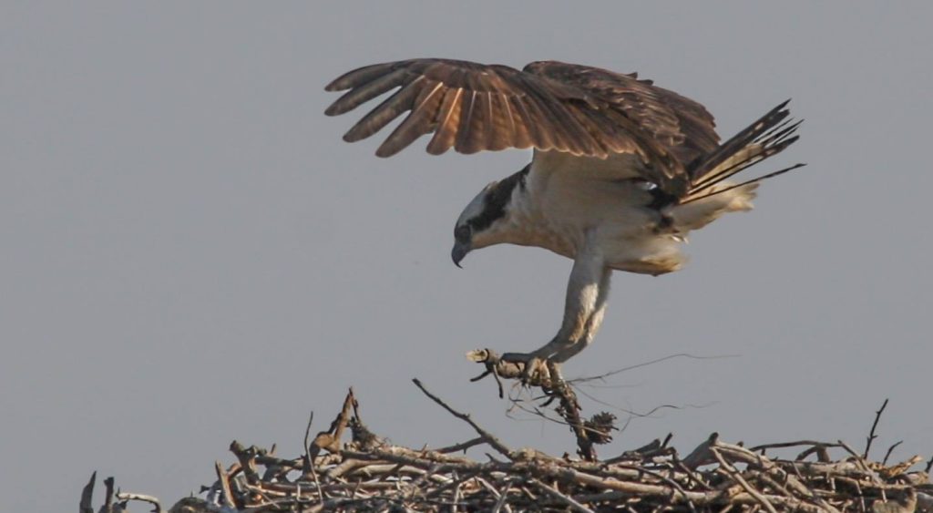 Ospreys returning to Ocean County. (Photo: Ocean County Department of Parks and Recreation)