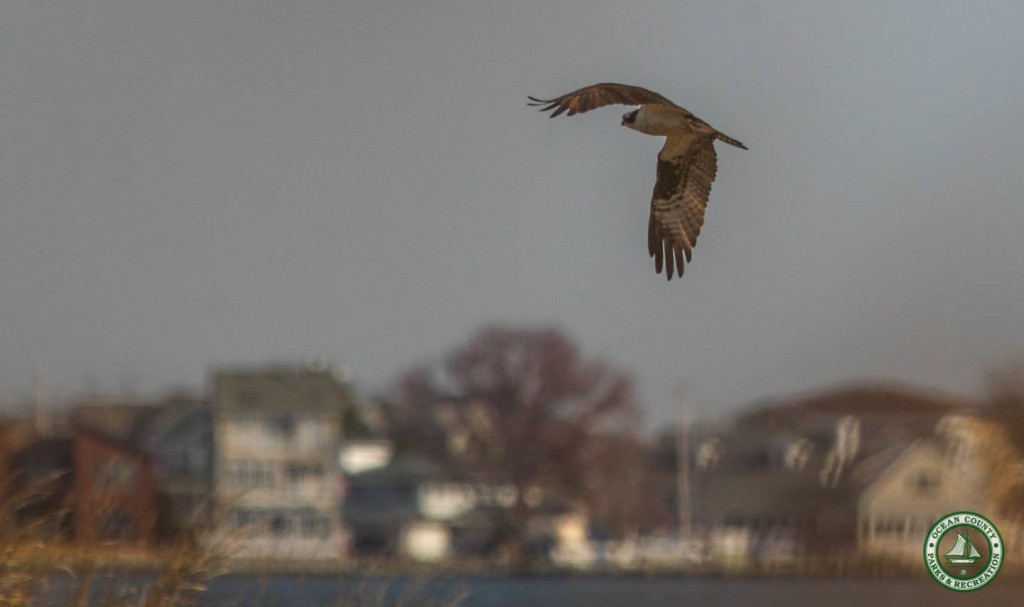 Ospreys returning to Ocean County. (Photo: Ocean County Department of Parks and Recreation)