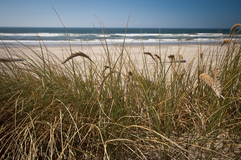 Dune grass. (Photo: Andrew Malone/Flickr)