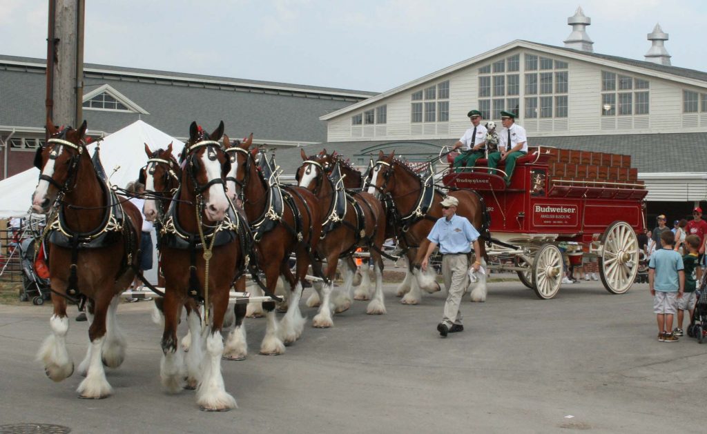 Budweiser Clydesdales. (Photo: Budweiser)