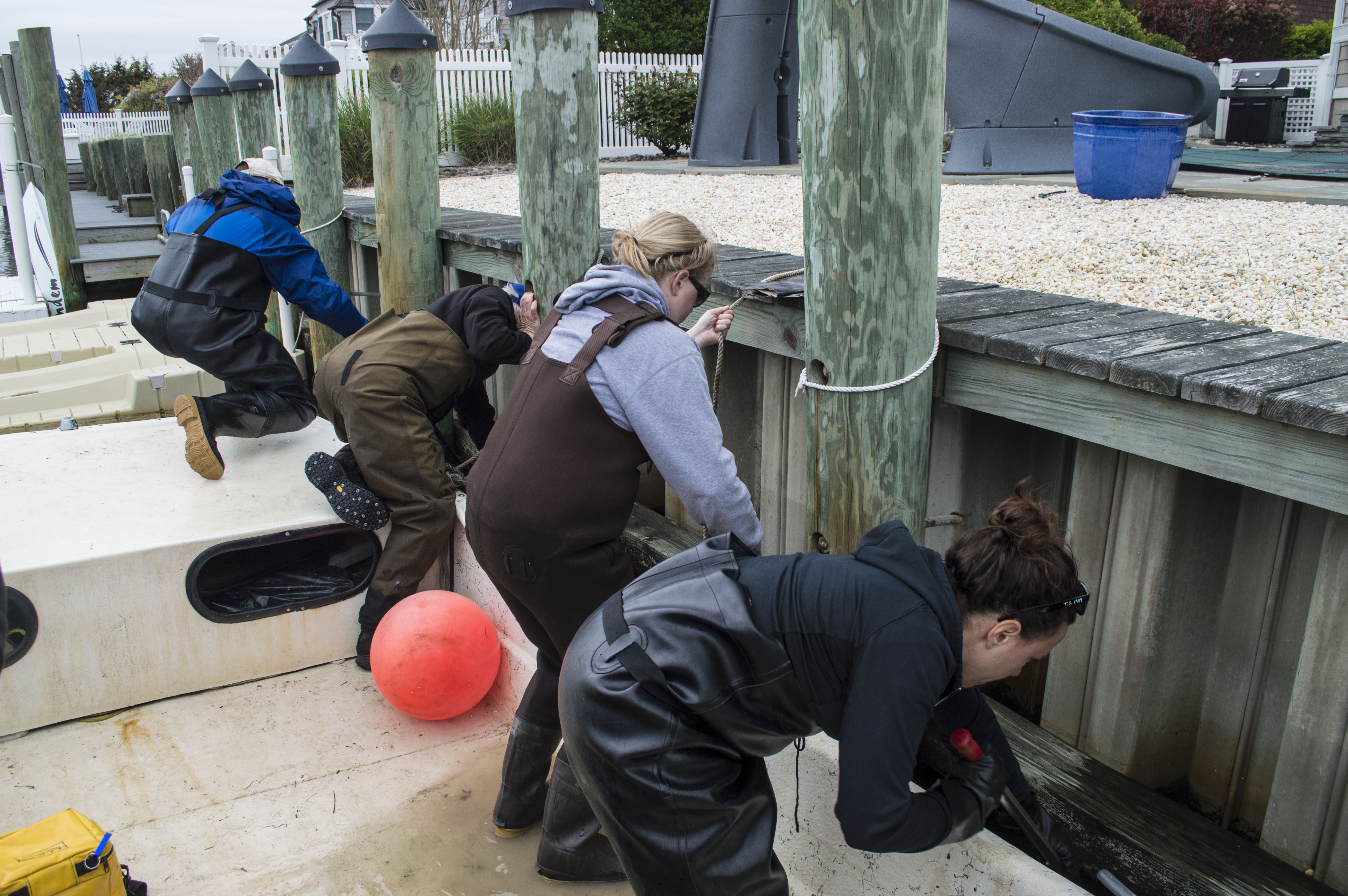 Volunteers scrub away sea nettles in Brick's Curtis Point neighborhood. (Photo: Daniel Nee)