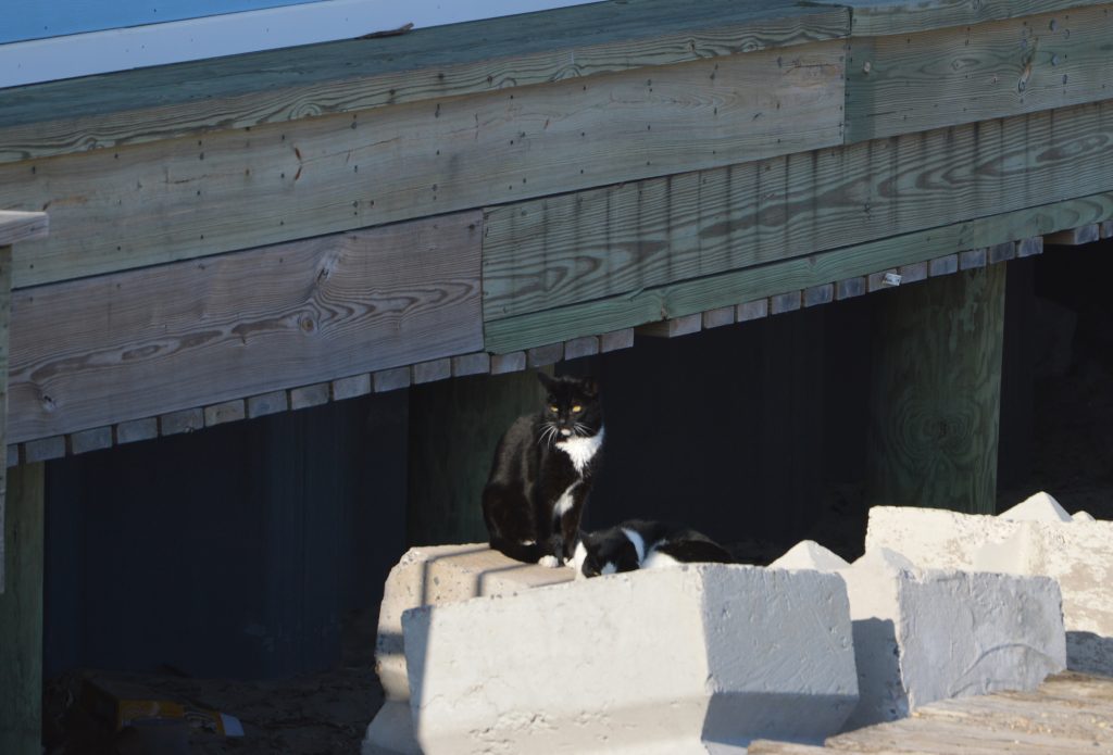 Two feral cats lounge near Casino Pier in Seaside Heights. (Photo: Rachael Bowen)