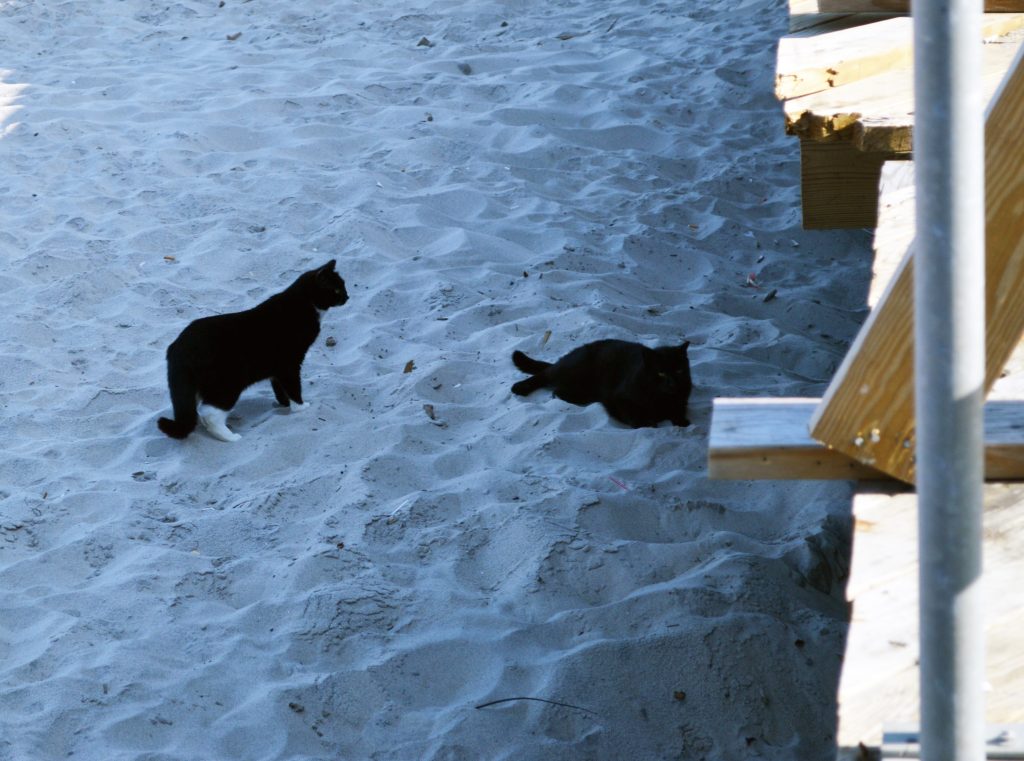 Feral cats on the Seaside Heights beach at Grant Avenue. (Photo: Rachael Bowen)