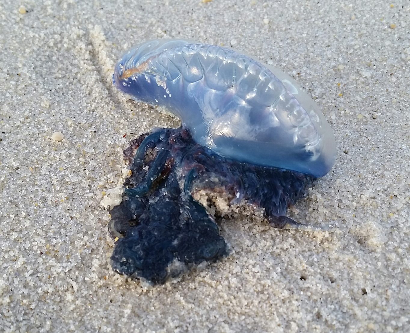 A Portuguese man o' war found on the Lavallette beachfront, Oct. 8, 2016. (Photo: Amy Costello)