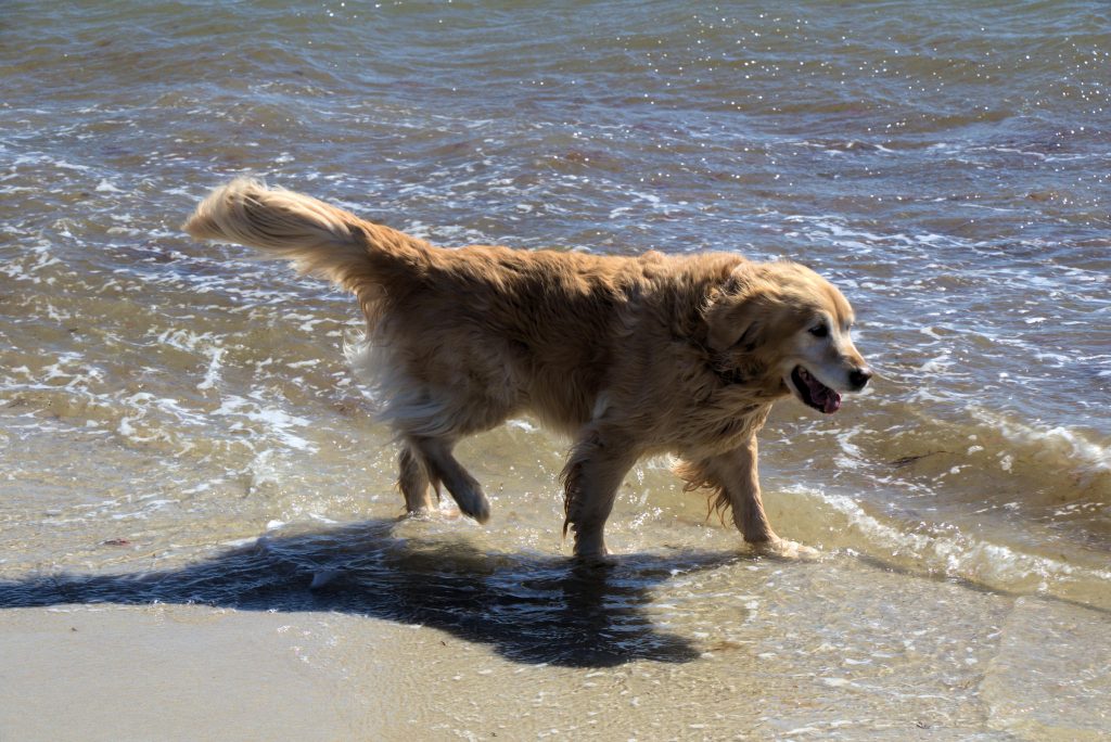 A dog playing on the beach. (Credit: Kevin Rutherford)