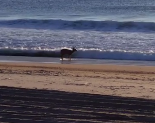 A deer strolls along the beach in Ortley Beach, Oct. 18, 2017. (Photo: Laurie Talley Starace)