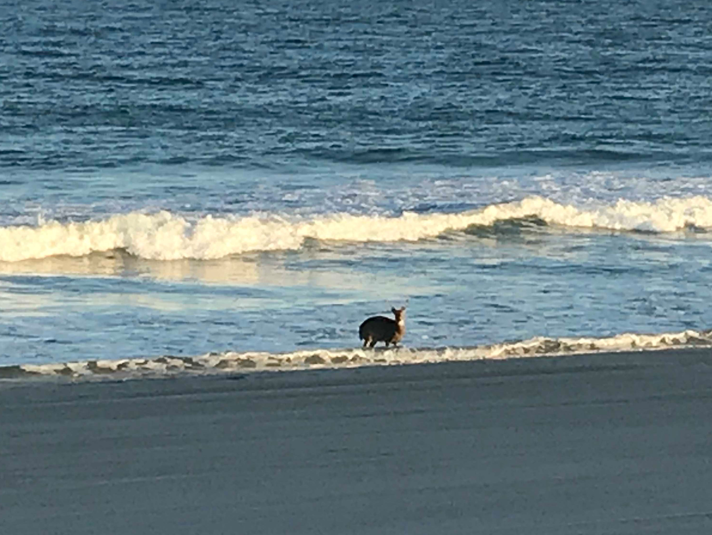 A deer on the beach in Seaside Heights, N.J., Oct. 18, 2017. (Photo: Daniel Nee)