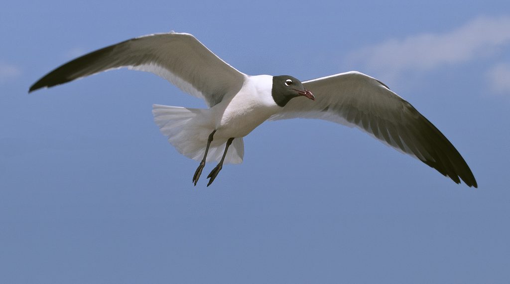 Sea gull. (Credit: C Watts/ Flickr)