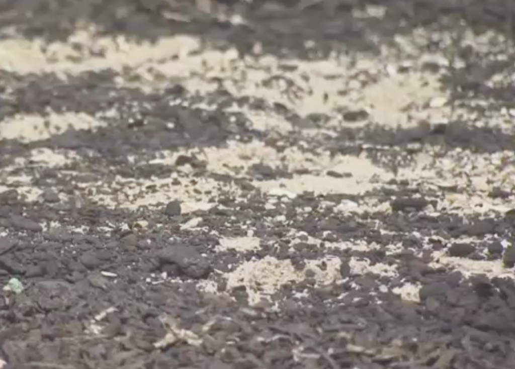 Peat washed up in Ortley Beach. (Credit: News12 New Jersey)